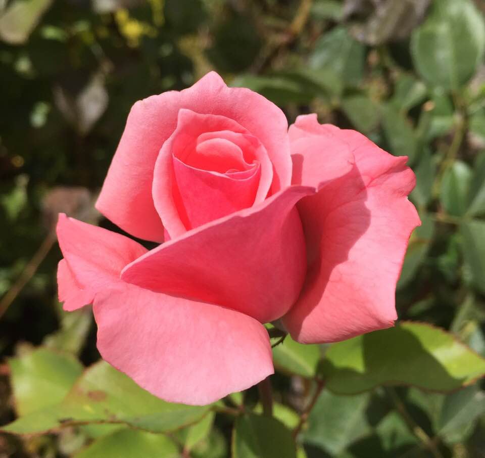 Talunga Estate Rosa Bella Sangiovese Rose 2022